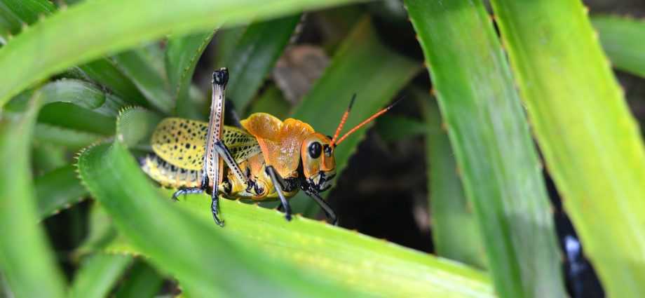 11 Most Destructive Garden Insects and How You Can Protect Your Plants from Them